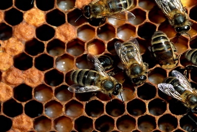 В Могилевском госуниверситете будут готовить пчеловодов.
