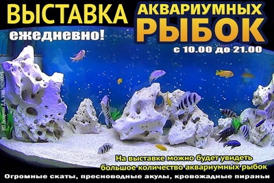 Выставка аквариумных рыбок «Аквафорум – 2019» в Могилеве