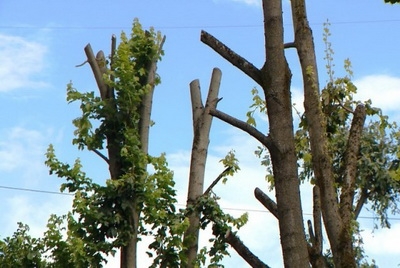 Сотни уничтоженных деревьев. В Могилеве привлекли к ответственности неграмотных работников ЖЭУ