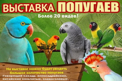 Выставка экзотических попугаев в Могилеве