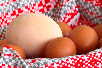 Самое большое  куриное яйцо в Беларуси зафиксировано в агрокомбинате «Приднепровский» Могилевского района
