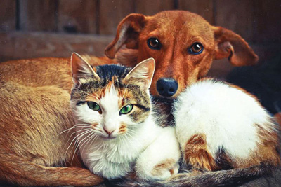 В Могилеве продолжается благотворительная акция по помощи бездомным собакам и котам
