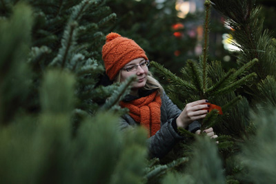 Где и когда можно купить живую новогоднюю ёлку в Могилеве