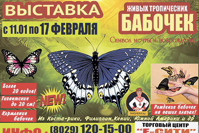 Выставка живых тропических бабочек в Могилёве! Что интересное нас ждет на выставке бабочек в Могилеве и когда она будет проходить