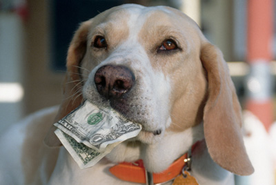 Налог на собак в Могилеве: сколько, где и как платить