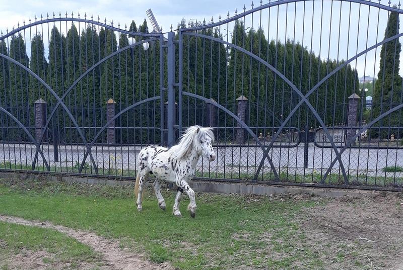 В Могилёвском зоосаде появились новые пони