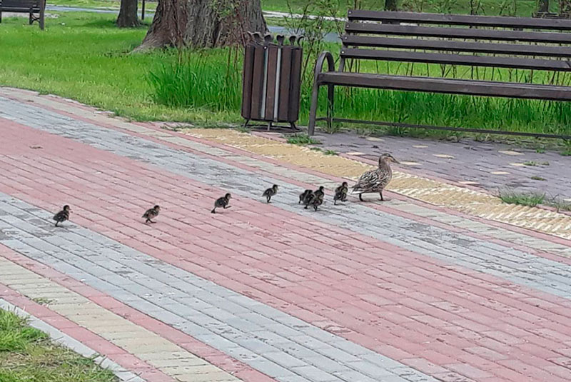 В парке Подниколье в Могилёве живут три семьи диких уток