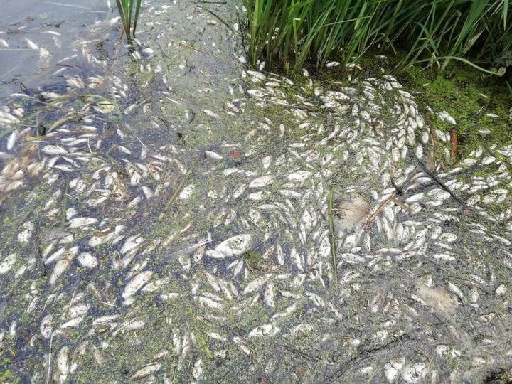 Из-за жары в реках и озерах Беларуси гибнет рыба