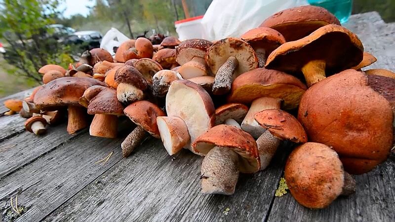 Открылся грибной сезон в лесах Могилёвской области