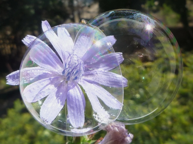 Ученые предложили опылять растения с помощью мыльных пузырей