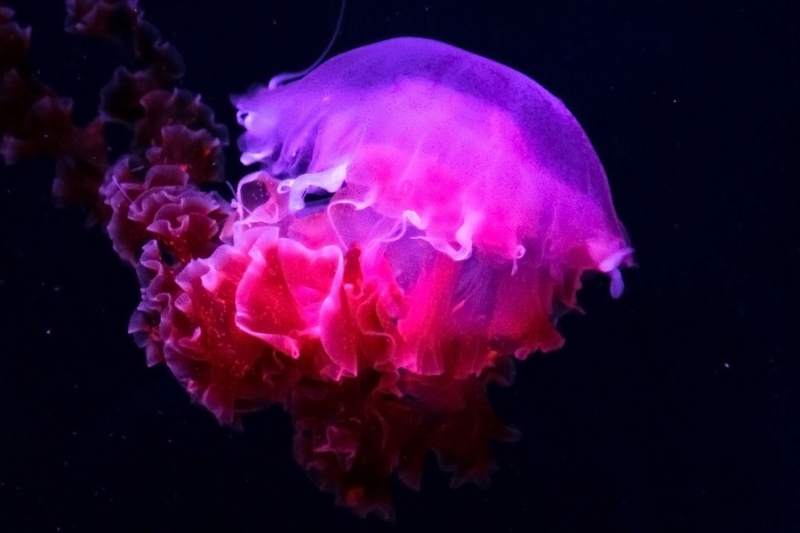 Девочка нашла гигантскую ядовитую медузу (фото)
