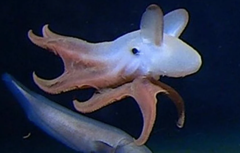 Самый глубоководный осьминог попал на камеру