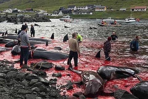 На Форельских островах жестоко убили китов и дельфинов