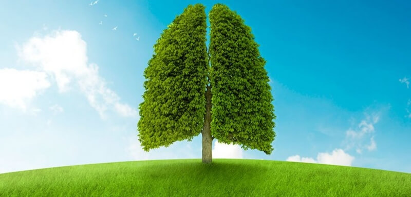 Сколько деревьев нужно, чтобы произвести кислород для одного человека
