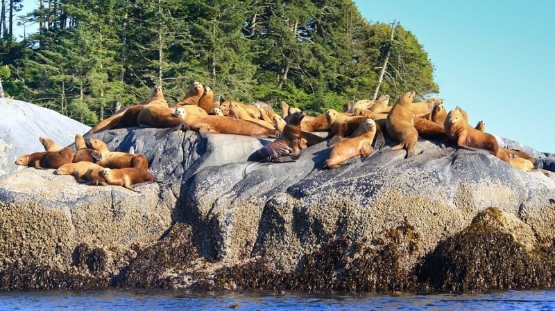 В Канаде нашли обезглавленых морских львов