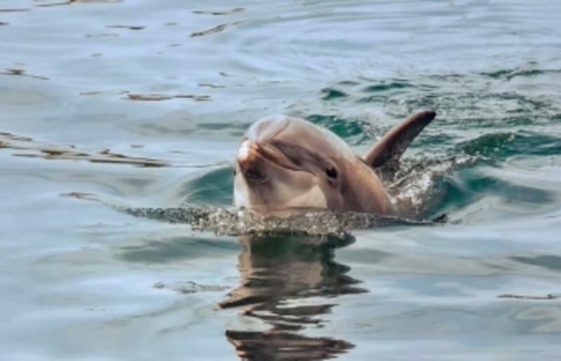 В Железном Порту дельфин резвился рядом с лодкой (видео)
