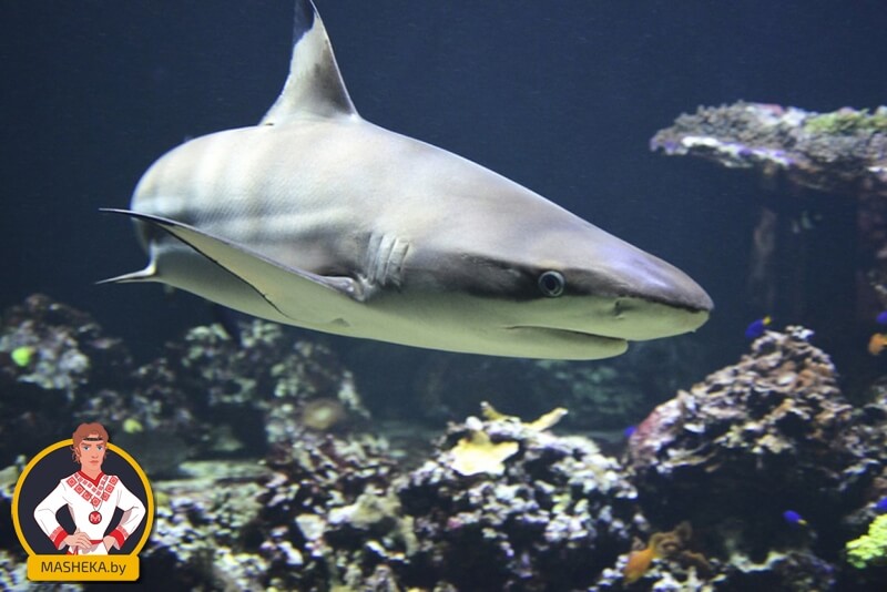 Голодная акула съела своего сородича и попала на видео