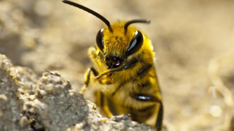 Тысячи пчел слетелись на пляж Нью-Джерси (ВИДЕО)