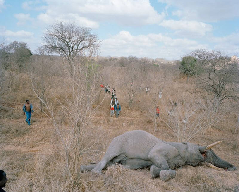 Загадочная  массовая гибель слонов в Южной Африке
