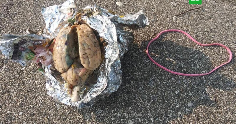 В США мужчина гулял по пляжу и нашёл завернутый в фольгу мозг