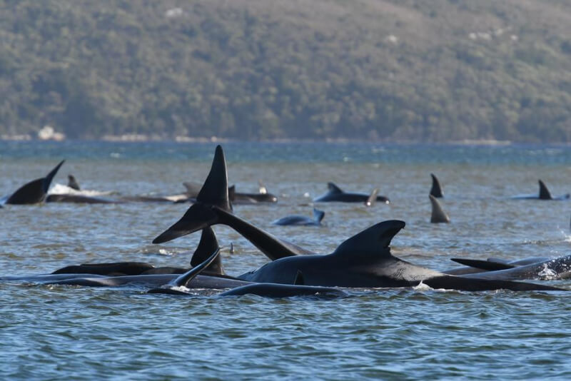 Более 250 дельфинов выбросились на берег Австралии