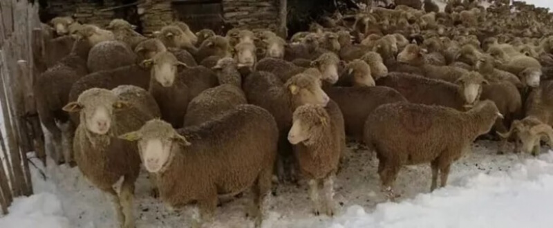 Во французских Альпах массово эвакуируют овец
