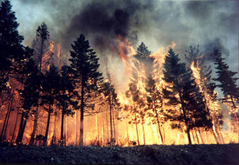 В РАН высказались по поводу ситуации с лесными пожарами