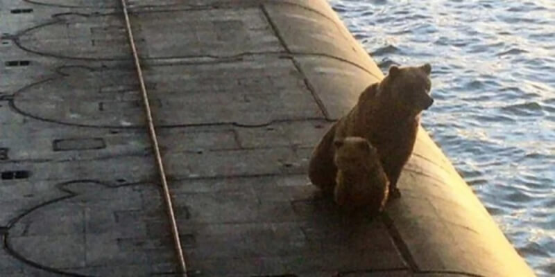 В России застрелили медведицу с медвежонком, которые вылезли на атомную подводную лодку (Видео)