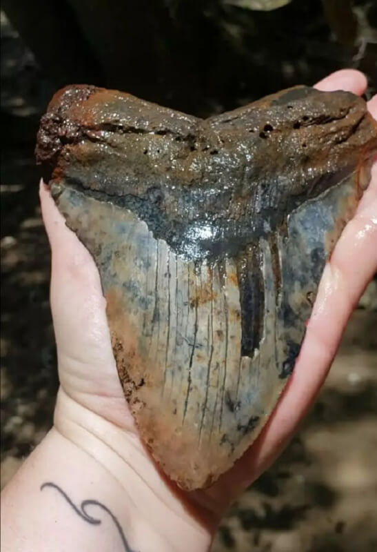 Найден один из самых больших зубов доисторической акулы