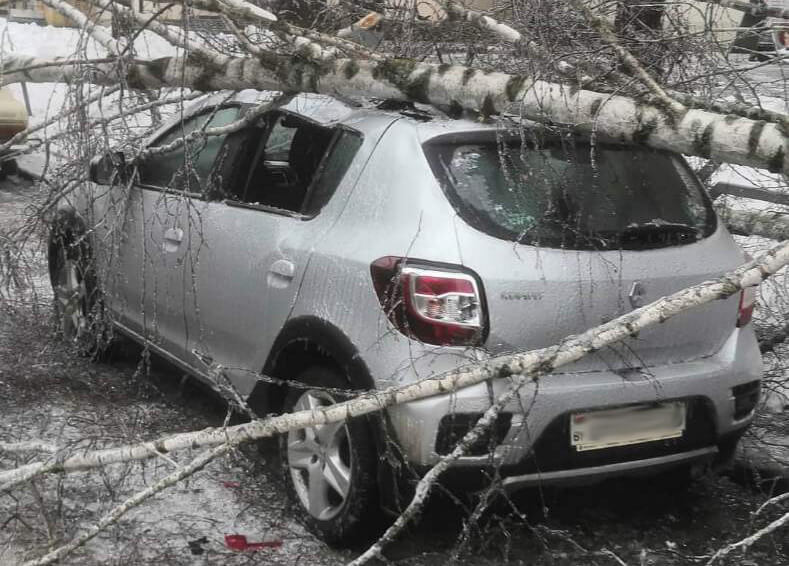 Последствия ледяного дождя и ветра в Могилеве. Травмы, упавшие деревья, неработающие троллейбусы