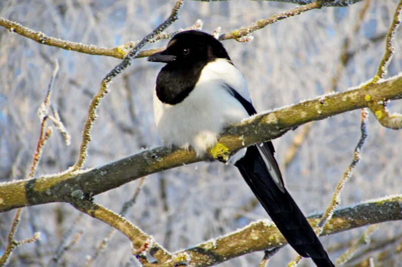 Жителей Могилевщины приглашают посчитать зимующих в области птиц