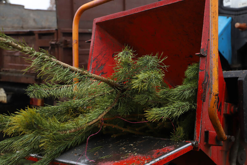 Утилизация новогодних елок в Могилеве: Выделено две спецмашины