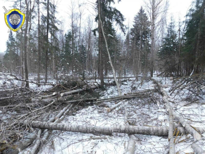 На Витебщине погиб 59-летний мужчина: На него упало дерево