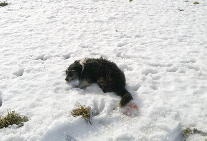 Еще один случай жестокого обращения с животными в Новогрудке. Там собаку расстреляли из пневматики