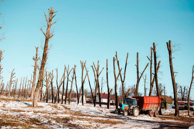 "Варварское кронирование деревьев" в Могилёве. Жители города возмущаются