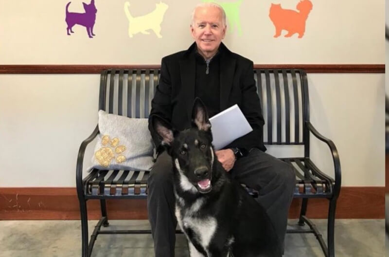 Собак Джо Байдена выселили из Белого дома после того, как одна из них искусала охранника