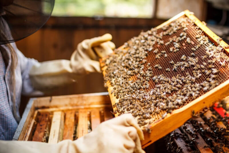Бесплатная онлайн-лекция для пчеловодов Беларуси состоится 18 марта