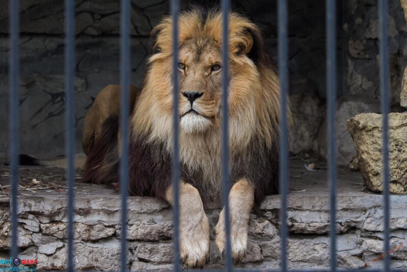 Могилевский зоосад открыл конкурс на лучший проект дома-вольера для льва