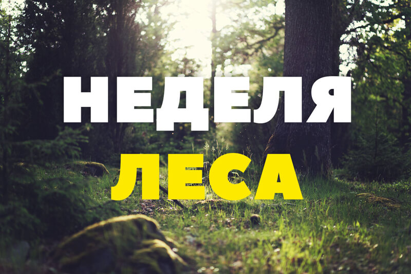 В Беларуси стартовала ежегодная республиканская акция «Неделя леса»