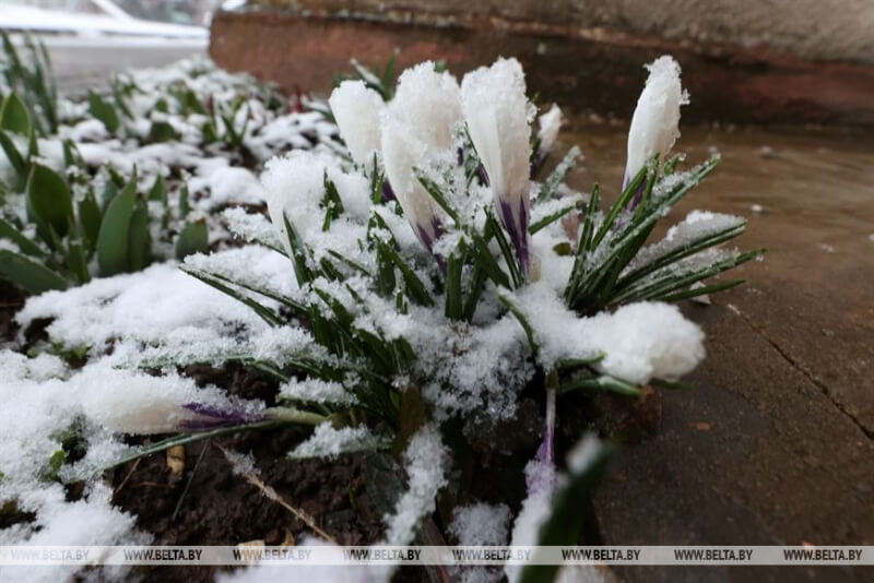 В Могилеве выпал снег в разгар весны - фотофакт