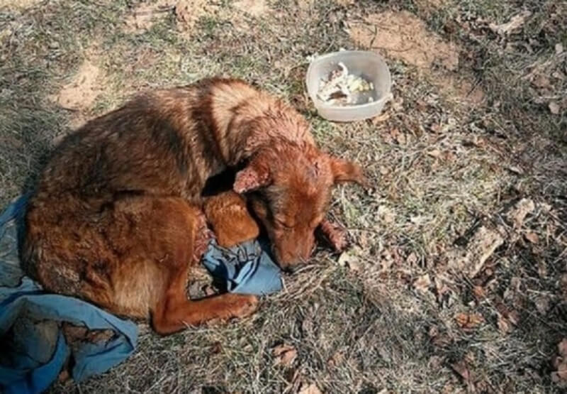 Заживо похоронили собаку на Минщине. История всколыхнула жителей