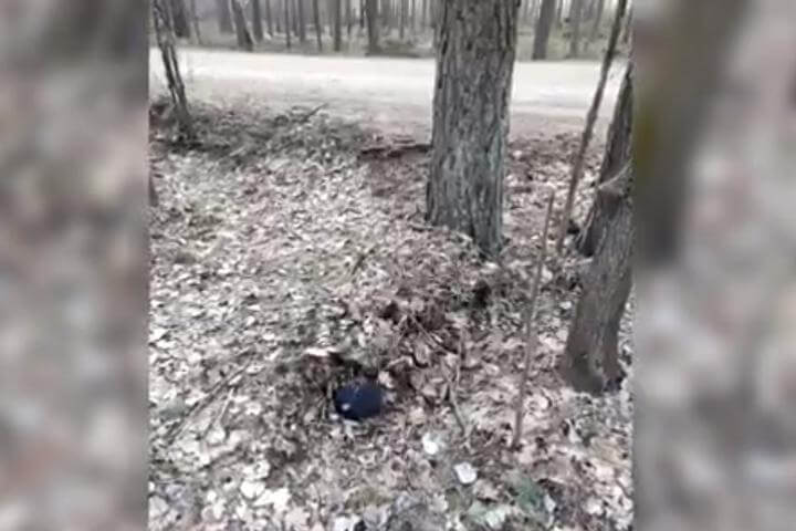 Тело бобруйчанина, пропавшего четыре месяца назад, нашли в лесу