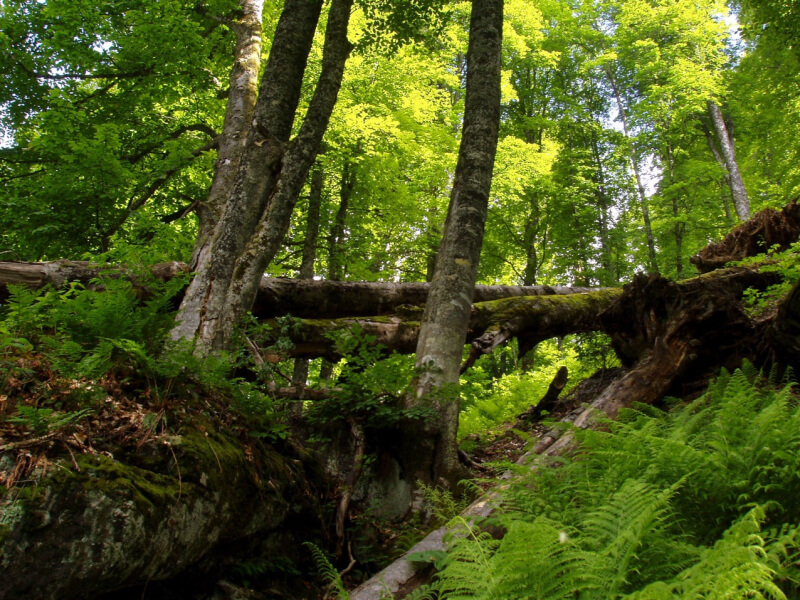 МВД призывает могилевчан соблюдать меры безопасности при посещении лесов