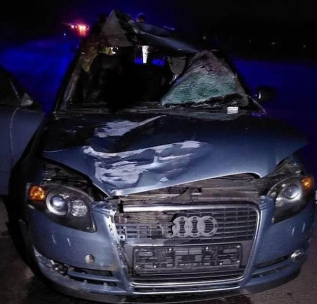 В ДТП с диким животным погиб пассажир Audi в Осиповичском районе