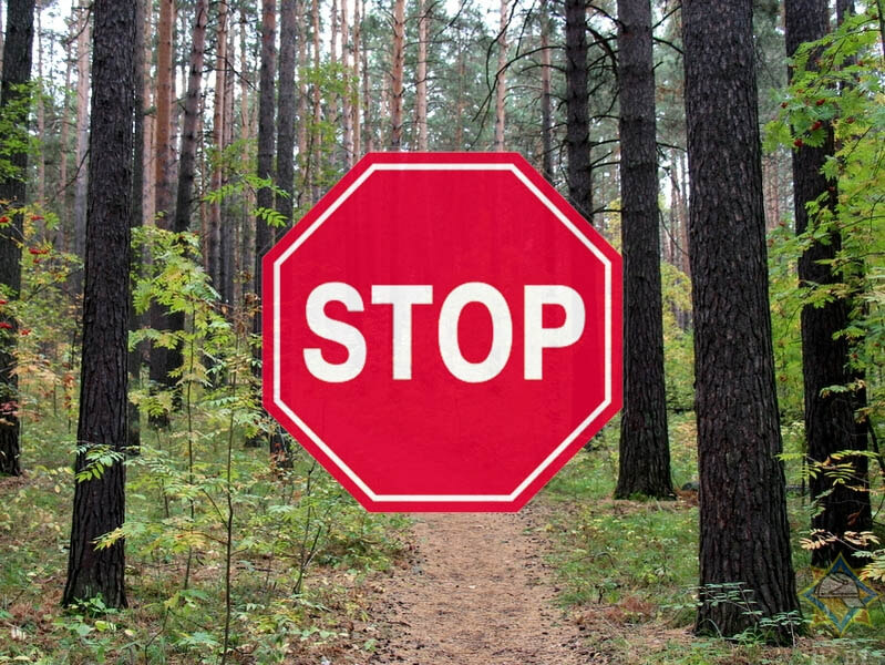 В 9 районах Могилевской области введен запрет на посещение лесов
