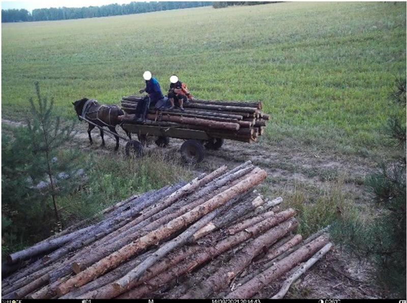 Благодаря фотоловушкам установлены случаи хищения древесины на территории Могилёвского лесхоза