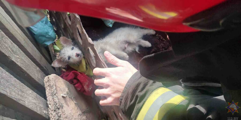Щучинские спасатели спасли щенка