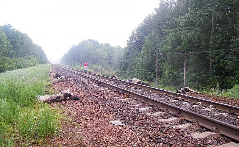 Пассажирский поезд сбил 7 коров в Осиповичском районе. Суд вынес решение по данному делу