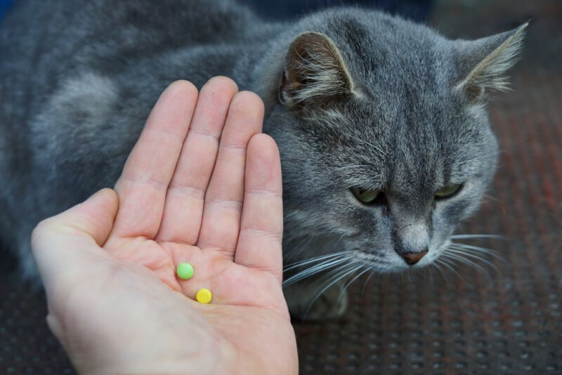 Какие витамины можно давать коту и кошке?