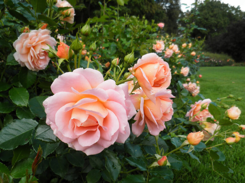 Как правильно выбрать саженцы роз для сада?
